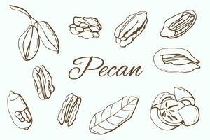 pecan Noce grafico impostare. bianca sfondo, isolato. linea arte. vettore