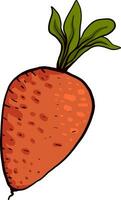 Grasso carota, illustrazione, vettore su bianca sfondo