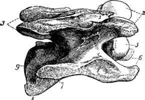 cervicale vertebra di un' cavallo Vintage ▾ illustrazione. vettore
