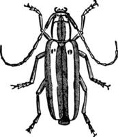 Longhorn scarafaggio Vintage ▾ illustrazione. vettore