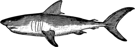 sgombro squalo, Vintage ▾ illustrazione. vettore