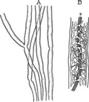 mielinico assoni, Vintage ▾ illustrazione vettore