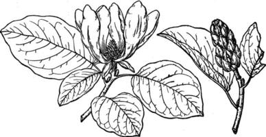 ramo di magnolia acuminata cordata Vintage ▾ illustrazione. vettore