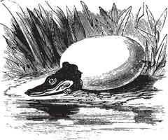 alligatore uovo, Vintage ▾ illustrazione. vettore