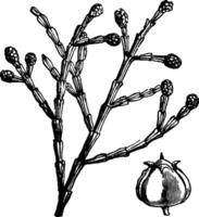 sandarac albero Vintage ▾ illustrazione. vettore