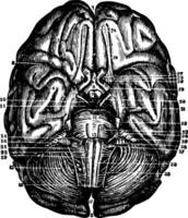 base di cervello e cervelletto, Vintage ▾ illustrazione vettore