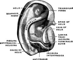 orecchio cartilagine, Vintage ▾ illustrazione. vettore