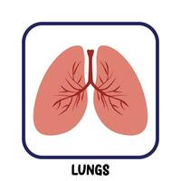 umano interno organi piatto vettore polmoni