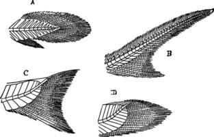 code di pesce, Vintage ▾ illustrazione. vettore