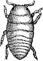uva fiele pidocchio larva, Vintage ▾ illustrazione. vettore