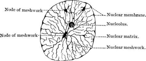 nucleo a riposo, Vintage ▾ illustrazione vettore