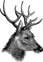 cervo testa, Vintage ▾ illustrazione. vettore