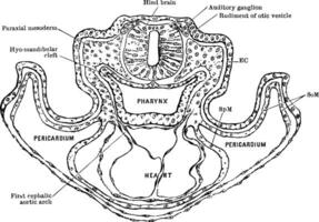 trasversale sezione di un' ratto embrione Vintage ▾ illustrazione. vettore