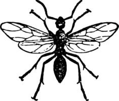 cavallo formica maschio Vintage ▾ illustrazione. vettore
