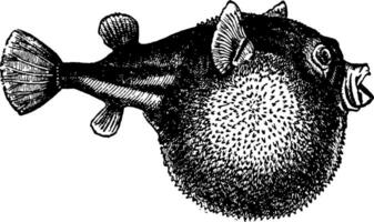 Blowfish Vintage ▾ illustrazione. vettore