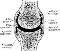 diartrodiale giunto, Vintage ▾ illustrazione. vettore