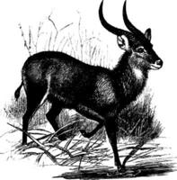 kobus cantare cantare antilope, Vintage ▾ illustrazione. vettore