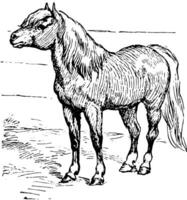 Shetland pony, Vintage ▾ illustrazione. vettore