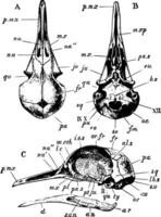 roccia Piccione cranio, Vintage ▾ illustrazione vettore