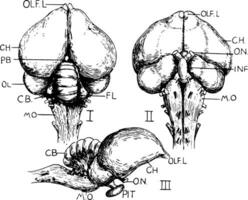 Piccione cervello, Vintage ▾ illustrazione vettore