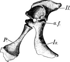 coccodrillo pelvico cintura, Vintage ▾ illustrazione vettore