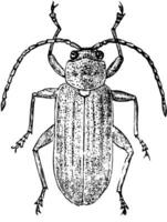 dorsale Visualizza di foglia scarafaggio, Vintage ▾ illustrazione. vettore