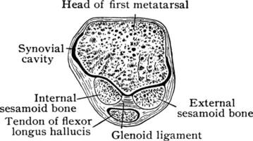 trasversale sezione attraverso metatarso, Vintage ▾ illustrazione. vettore