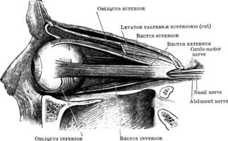 orbitale muscoli a partire dal senza, Vintage ▾ illustrazione. vettore