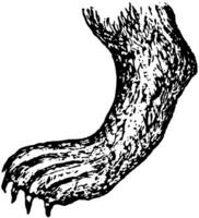 lontra piede, Vintage ▾ illustrazione. vettore