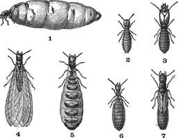 termiti, Vintage ▾ incisione. vettore