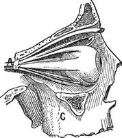 nervi di il umano occhio, Vintage ▾ incisione vettore