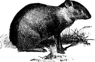 agouti, Vintage ▾ illustrazione. vettore