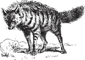 aardwolf o proteli cristata, Vintage ▾ incisione. vettore