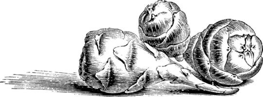 bulbi di oxalis crenata Vintage ▾ illustrazione. vettore