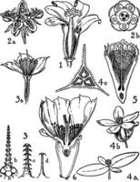 ordini di caricacee, loascea, begoniacee, e cactaceae Vintage ▾ illustrazione. vettore