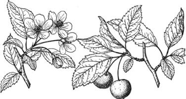 ramo di meridionale crabapple Vintage ▾ illustrazione. vettore