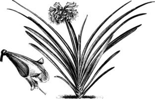 abitudine e distaccato fiore di imantophyllum cyrtanthiflorum Vintage ▾ illustrazione. vettore