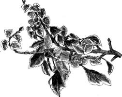 Hedera elica variegata Vintage ▾ illustrazione. vettore
