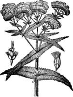 agueweed, ossatura, fiori, Comune, febbricola, pianta, sudorazione Vintage ▾ illustrazione. vettore