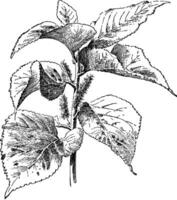 acalypha wilkesiana variazione macafeana Vintage ▾ illustrazione. vettore