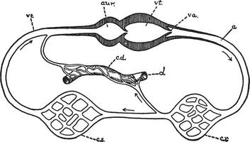 sangue circolazione, Vintage ▾ illustrazione. vettore