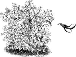 abitudine e distaccato singolo fiore di ononis rotundiflora Vintage ▾ illustrazione. vettore