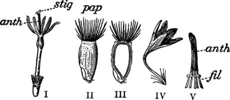 fiordaliso Vintage ▾ illustrazione. vettore