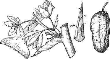 ramo di yucca mohavensis Vintage ▾ illustrazione. vettore
