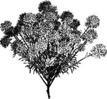 fioritura ramo di iberis sempervirens Vintage ▾ illustrazione. vettore