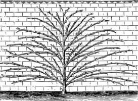 metodo di parete formazione per il albicocca albero, Vintage ▾ illustrazione. vettore
