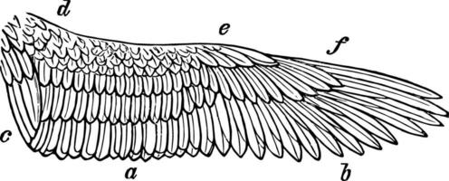 giusto ala di gheppio Vintage ▾ illustrazione. vettore