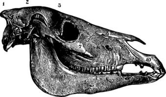 laterale aspetto di cavallo cranio Vintage ▾ illustrazione. vettore