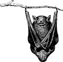 pipistrello, Vintage ▾ illustrazione. vettore