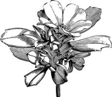 fiori e mini cuffie di candollea cuneiforme Vintage ▾ illustrazione. vettore